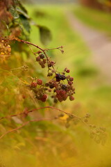 Berries on Twig in Autumn