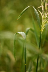Grass Leaf with Morning Dew