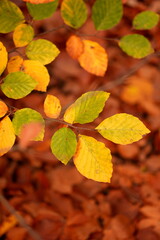 Autumn Leaves in Warm Light