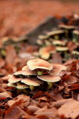 Forest Mushrooms in Autumn