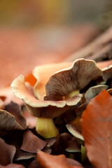 Forest Mushrooms in Autumn