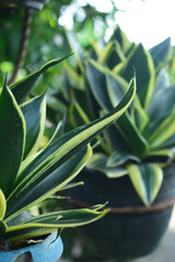 sansevieria or lidah mertua