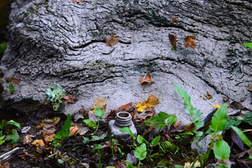 encrier perdue en forêt 
