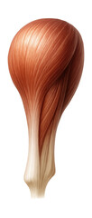 Fototapeta premium Rounded gastrocnemius muscle tapering into the Achilles tendon.