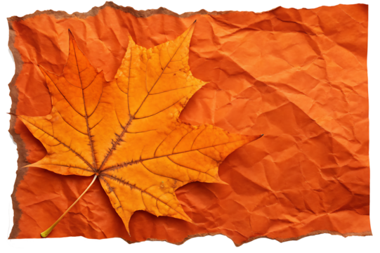 Ripped edge of bright orange crumpled paper