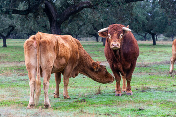 Pair in the Extremaduran Dehesa: Cow Sniffs the Majestic Limousin Stud Bull on a Cloudy Winter Day.