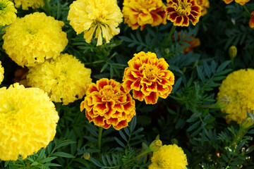 colorful chrysanthemum flowers