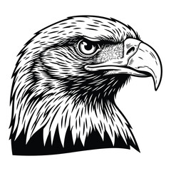 Detailed eagle head