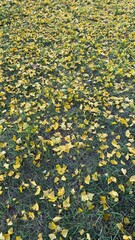 Ginkgo Tree Fall Leaves 