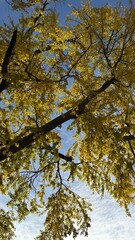 Ginkgo Tree Fall Leaves 