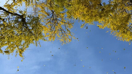 Ginkgo Tree Fall Leaves 