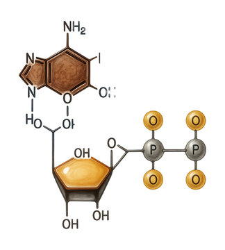 ADP structure featuring an adenine ring, ribose sugar, and diphosphate chain.