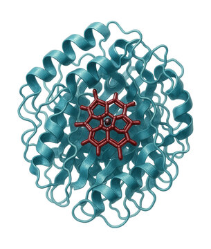 Electron carrier protein featuring a heme group in the electron transport chain.