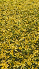 Ginkgo Tree Fall Leaves 