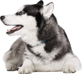Relaxed husky dog lying down with open mouth and blue collar isolated on transparent background. Concept of calm domestic pet, comfort, trust, animal wellness and lifestyle visuals. © Lustre Art Group 