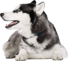 Relaxed husky dog lying down with open mouth and blue collar isolated on transparent background. Concept of calm domestic pet, comfort, trust, animal wellness and lifestyle visuals.
