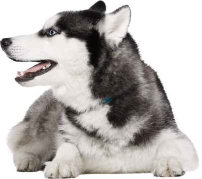 Relaxed husky dog lying down with open mouth and blue collar isolated on transparent background. Concept of calm domestic pet, comfort, trust, animal wellness and lifestyle visuals. - Powered by Adobe