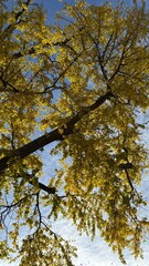 Ginkgo Tree Fall Leaves 