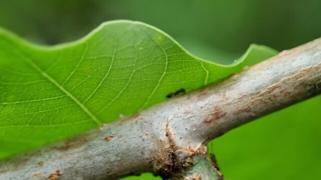 Close-up two ants are walking on a fresh leaf stem. 4k video