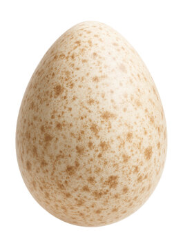 Speckled unfertilized turkey egg with a slightly pointed end.