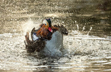 Male Mandarin duck splashing in water
