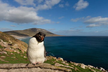 Obraz premium Southern rockhopper penguin standing on a cliff edge in Falkland Islands