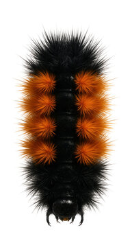 Orange and black bristly caterpillar of the tiger moth species.