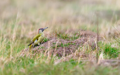 European green woodpecker juvenile foraging on an ant nest in short grass