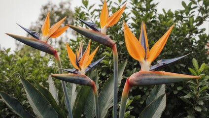 Vibrant Bird of Paradise Flowers Blooming in a Lush Garden.