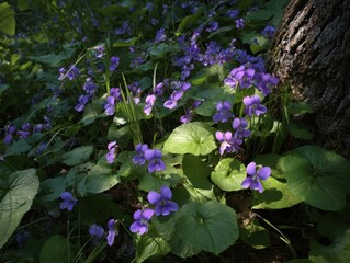 Forest Floor Spring Wildflowers Blooming Purple Violets Natural Woodland Habitat Green Leaves Sunlight Dappled Shade