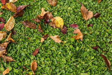 Contrast of seasons: fallen autumn leaves on fresh green grass. Texture, close-up, pattern, environment, nature, seasonal change, freshness, morning, environmental, organic, garden, floor, outdoor