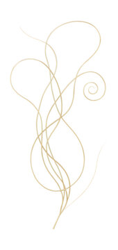 Dodder vine features slender, threadlike stems and lacks leaves or chlorophyll.
