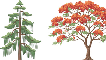 Coniferous fir tree and flowering deciduous tree with red-orange blossoms, botanical contrast, seasonal foliage, nature diversity, spring bloom, forest flora, educational illustration, landscape 