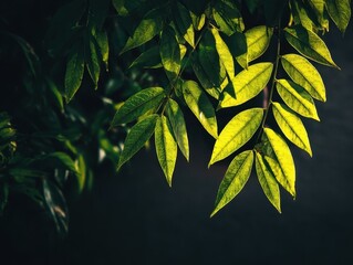 Vibrant Green Leaves Sunlight Dark Background Nature Close Up Textured Foliage Organic Growth Outdoor Environment Botanical Detail Bright Illumination Lush Plant Life Peaceful Serene Scene