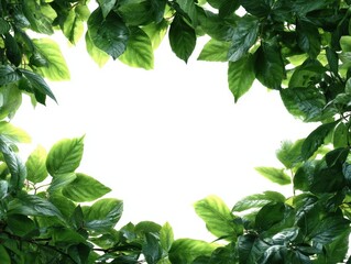 Lush Green Leaves Framing White Central Space, Dark Green Foliage Border on Blank Background, Natural Leafy Frame for Copy Space, Vibrant Plant Backdrop, Overhead View of Dense Canopy