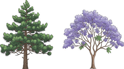 Coniferous pine tree and jacaranda tree with purple blossoms, botanical contrast, seasonal foliage, nature diversity, spring bloom, forest flora, educational illustration, landscape design reference