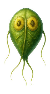 Teardrop-shaped Giardia lamblia with paired nuclei structure.