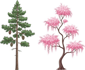 Pine tree illustration, mimosa tree artwork, botanical contrast, needle foliage, pink flowers, nature diversity, coniferous and flowering trees, educational design, seasonal flora, ornamental branches