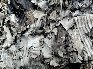 Close up of burnt paper ash texture. Burnt paper texture as background. 