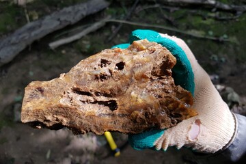 Rough chalcedony rock held by a gloved hand, showcasing its natural earthy tones and raw texture. A gem hunter's discovery in the wild