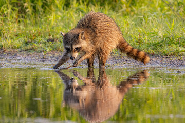 Raccoon reaching into reflective water at sunrise