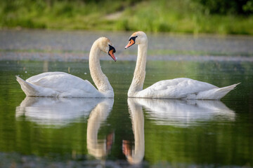 Pair of swans forming a heart shape reflection on calm water