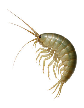 Compressed-bodied amphipod with elongated antennae.