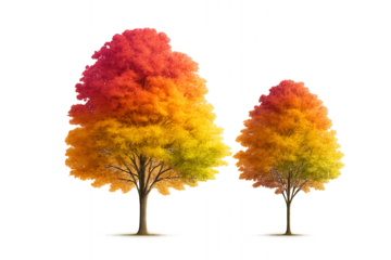 autumn tree isolated - Two deciduous trees with vibrant autumn foliage—red to green gradient canopies on transparent background