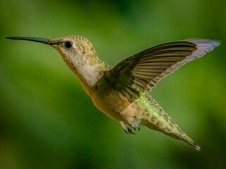 Hummingbird hovering in flight with blurred green background