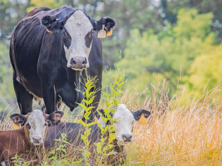 Mother Cow and Calves Grazing in a Summer Pasture
