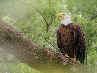 Bald Eagle Perched on Tree Branch in Forest Canopy