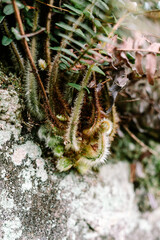 Macro View of Unique Hairy Plants in Forest Environment