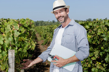 Fototapeta premium cheerful smiling male vintner looking on clusters of grape outdoors