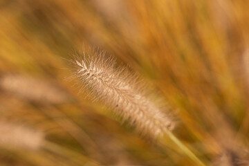 Close-up of a fluffy flower spike of Pennisetum alopecuroides in warm autumn light, showing fine hair-like details.